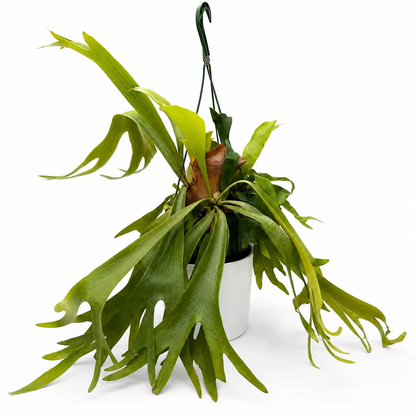 Staghorn Fern Platycerium bifurcatum potted houseplant RUNOPLANTS with long arching fronds on Tampa Home & Garden Store
