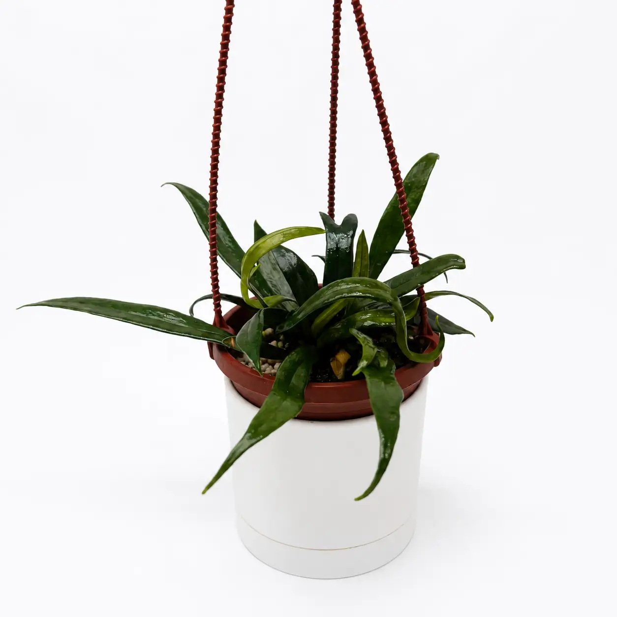 Blue Oil Fern hanging plant with iridescent foliage in red pot RUNOPLANTS potted houseplant on Tampa Home & Garden Store