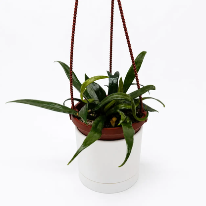 Blue Oil Fern hanging plant with iridescent foliage in red pot RUNOPLANTS potted houseplant on Tampa Home & Garden Store
