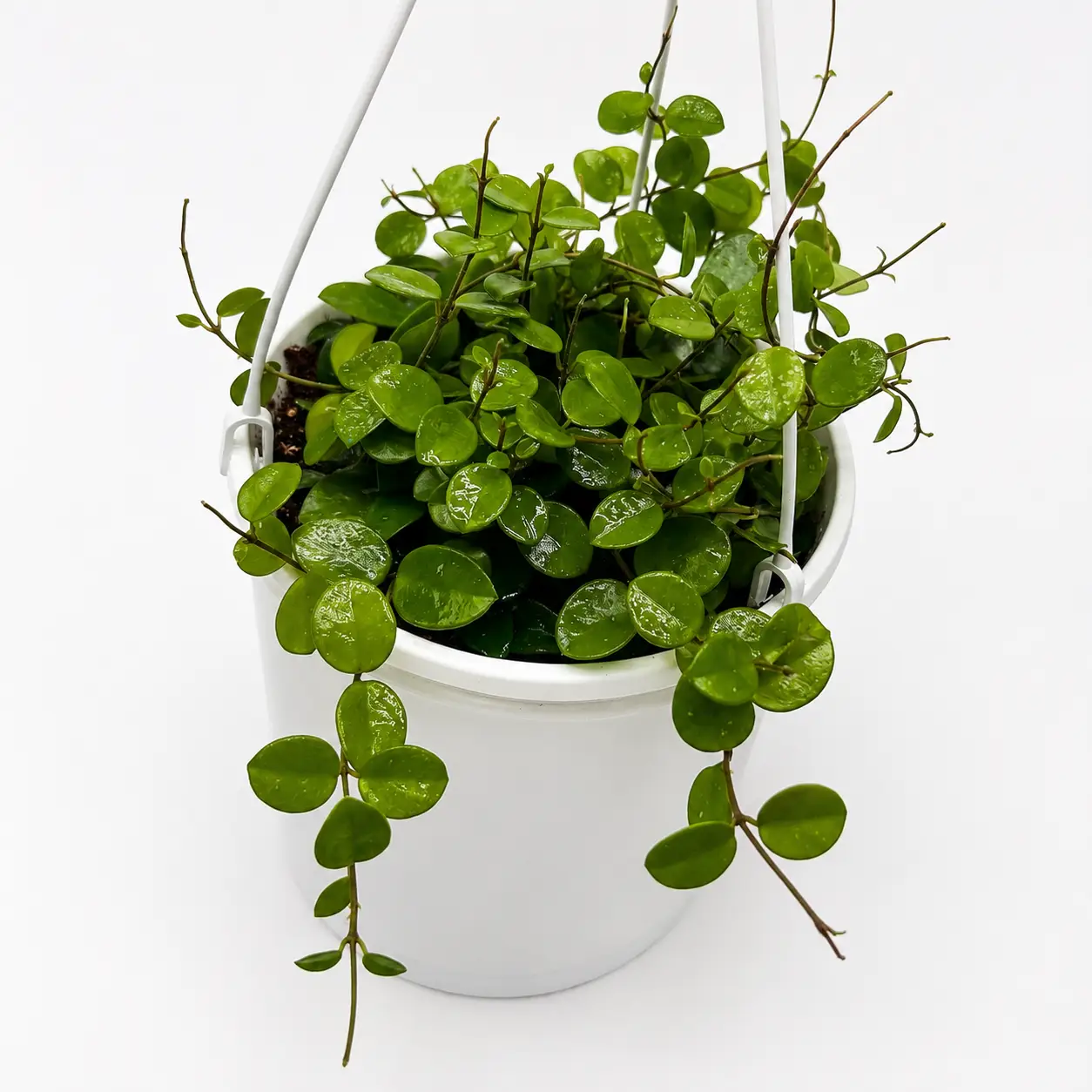Hoya Mathilde Splash Silver Patterned trailing green houseplant in white hanging pot RUNOPLANTS on Tampa Home & Garden Store