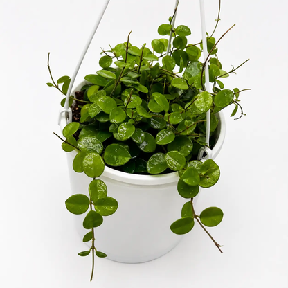 Hoya Mathilde Splash Silver Patterned trailing green houseplant in white hanging pot RUNOPLANTS on Tampa Home & Garden Store