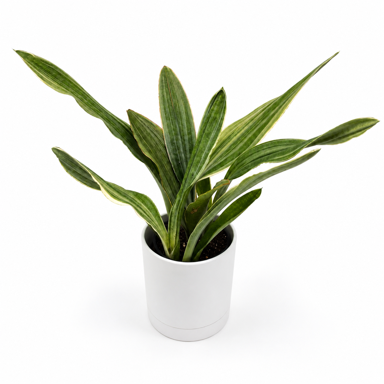 Sansevieria Sayuri potted houseplant with variegated green leaves in white pot RUNOPLANTS on Tampa Home & Garden Store