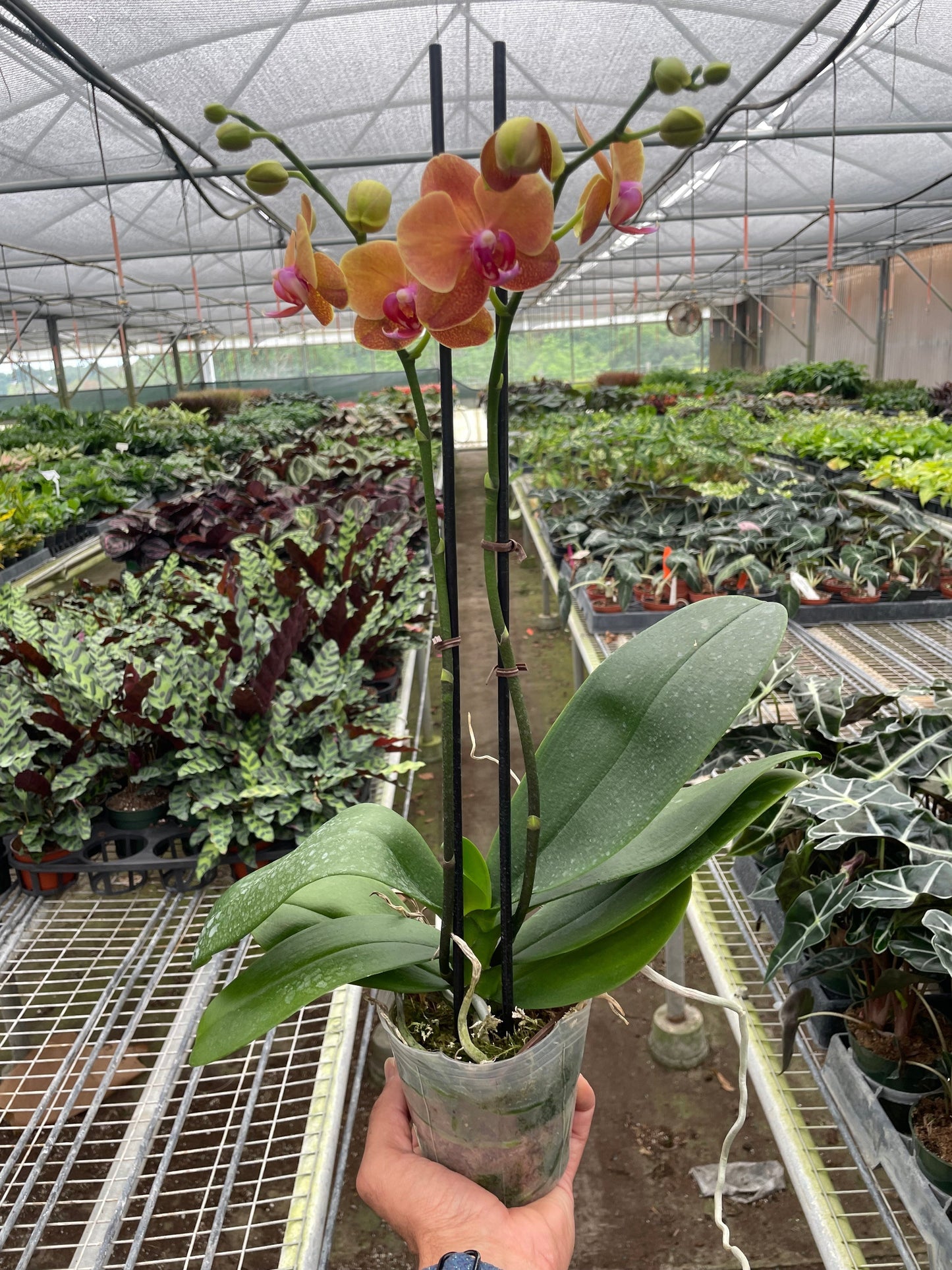 Orange Phalaenopsis orchid in pot with stake, vibrant moth orchid, House Plant Shop on Tampa Home & Garden Store