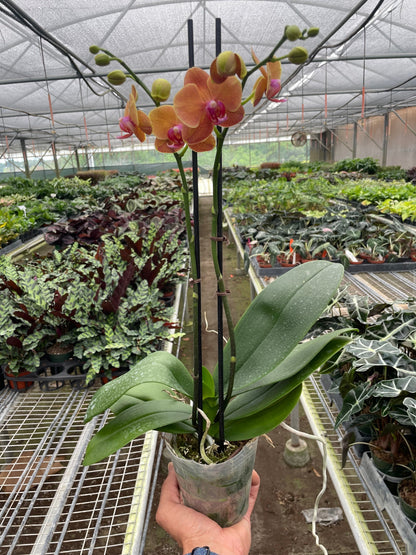 Orange Phalaenopsis orchid in pot with stake, vibrant moth orchid, House Plant Shop on Tampa Home & Garden Store