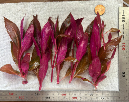 Alternanthera Reineckii "mini" (6+ tiges)