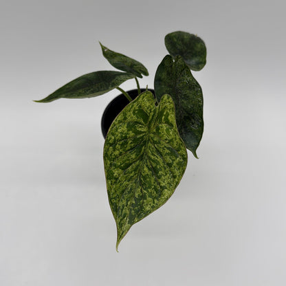 Variegated Alocasia Baginda Dragon Scale Mint