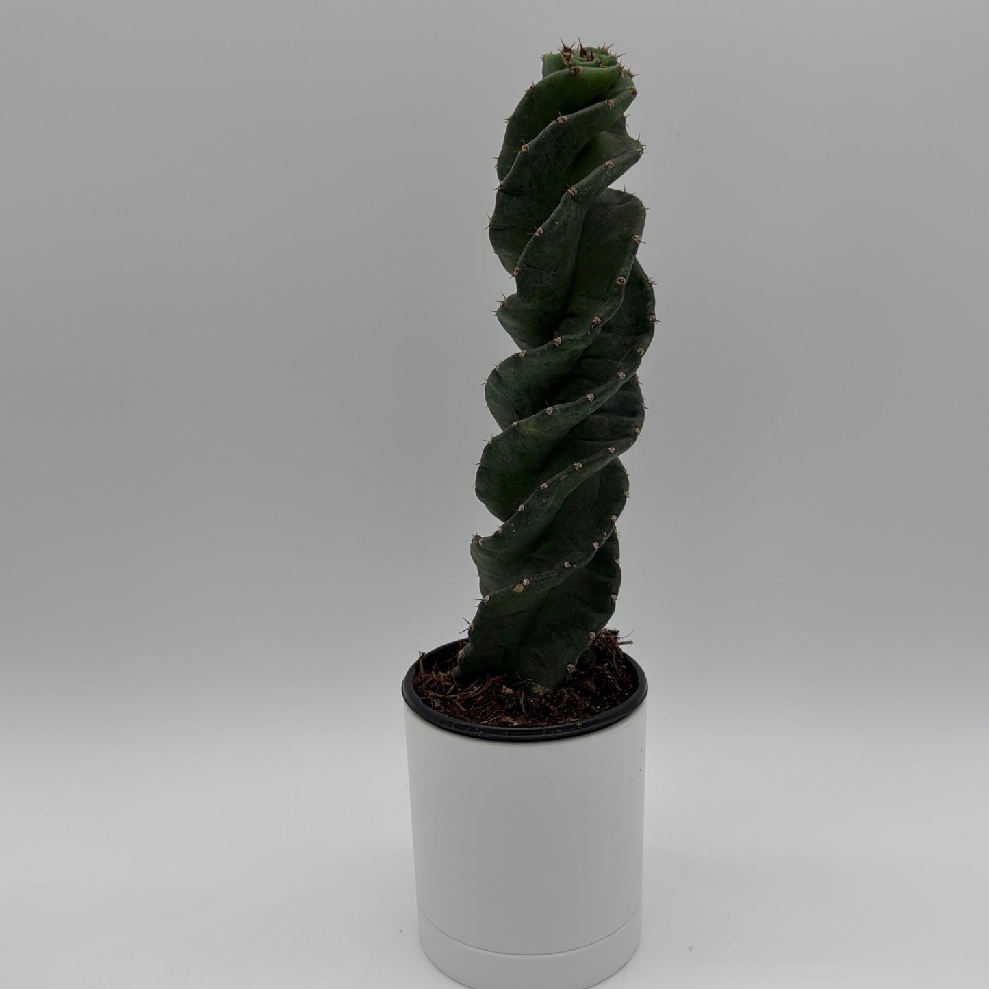 Spiralis Spiral Cactus