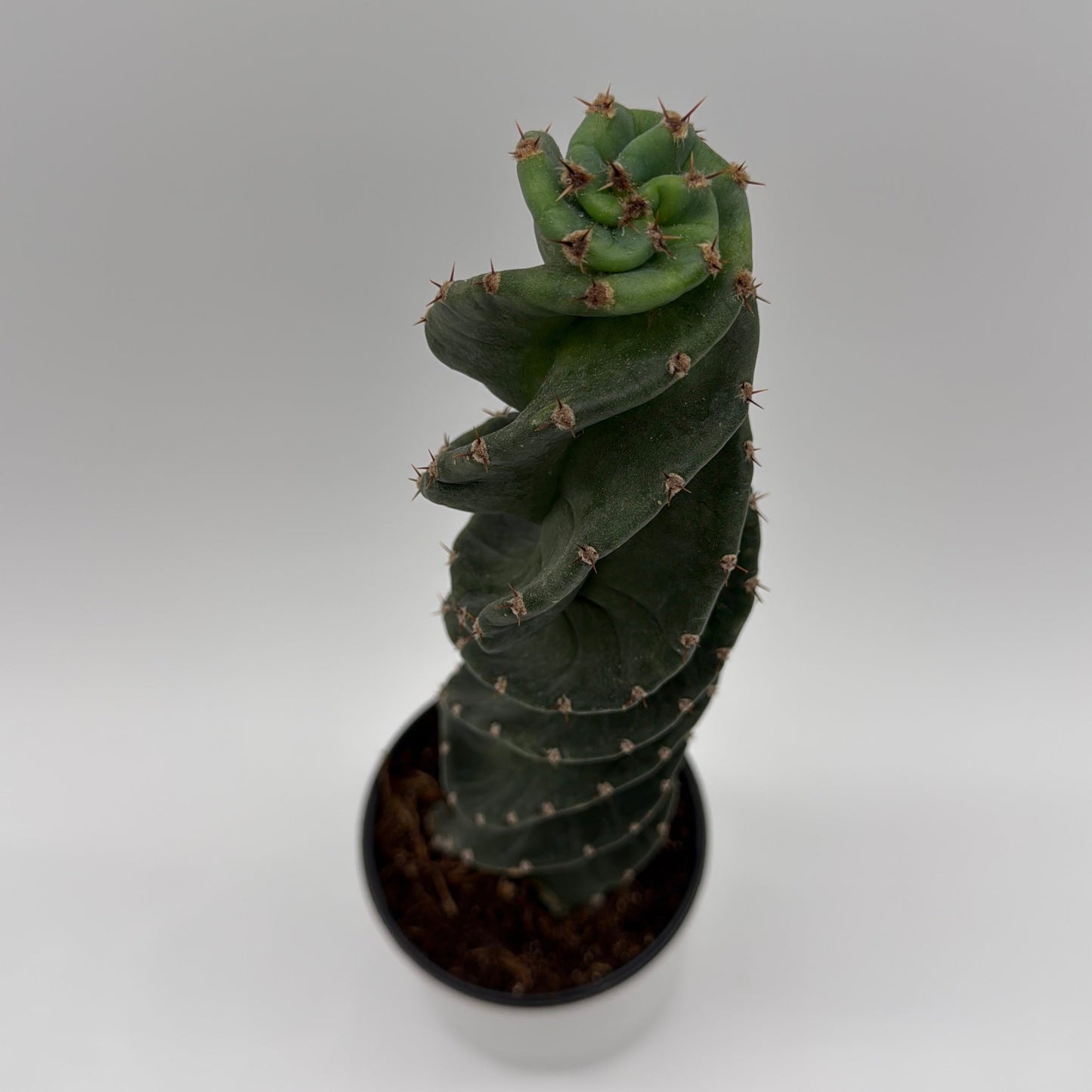 Cactus spirale Spiralis