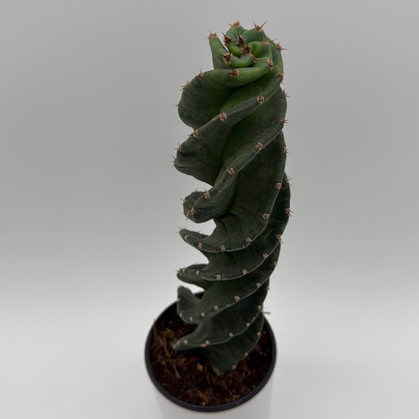 Cactus spirale Spiralis