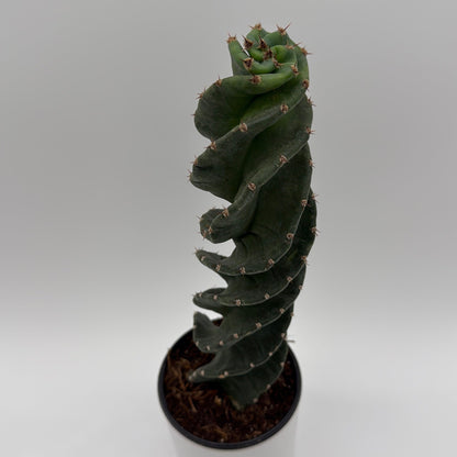 Spiralis Spiral Cactus