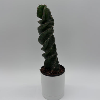 Cactus spirale Spiralis