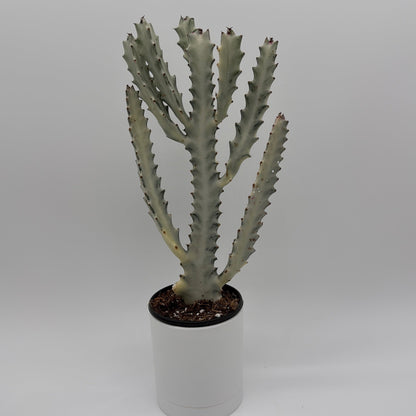 Euphorbia Dragon Bone