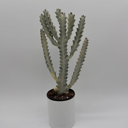 Euphorbia Dragon Bone