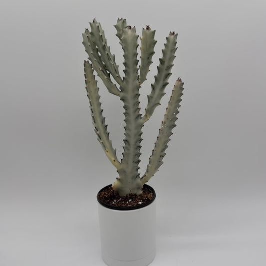 Euphorbia Dragon Bone