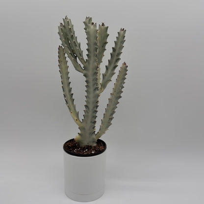 Euphorbia Dragon Bone