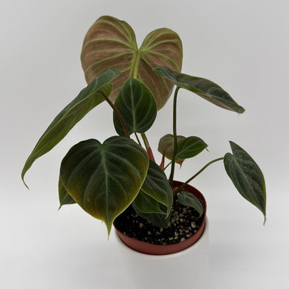 Philodendron El Choco Red