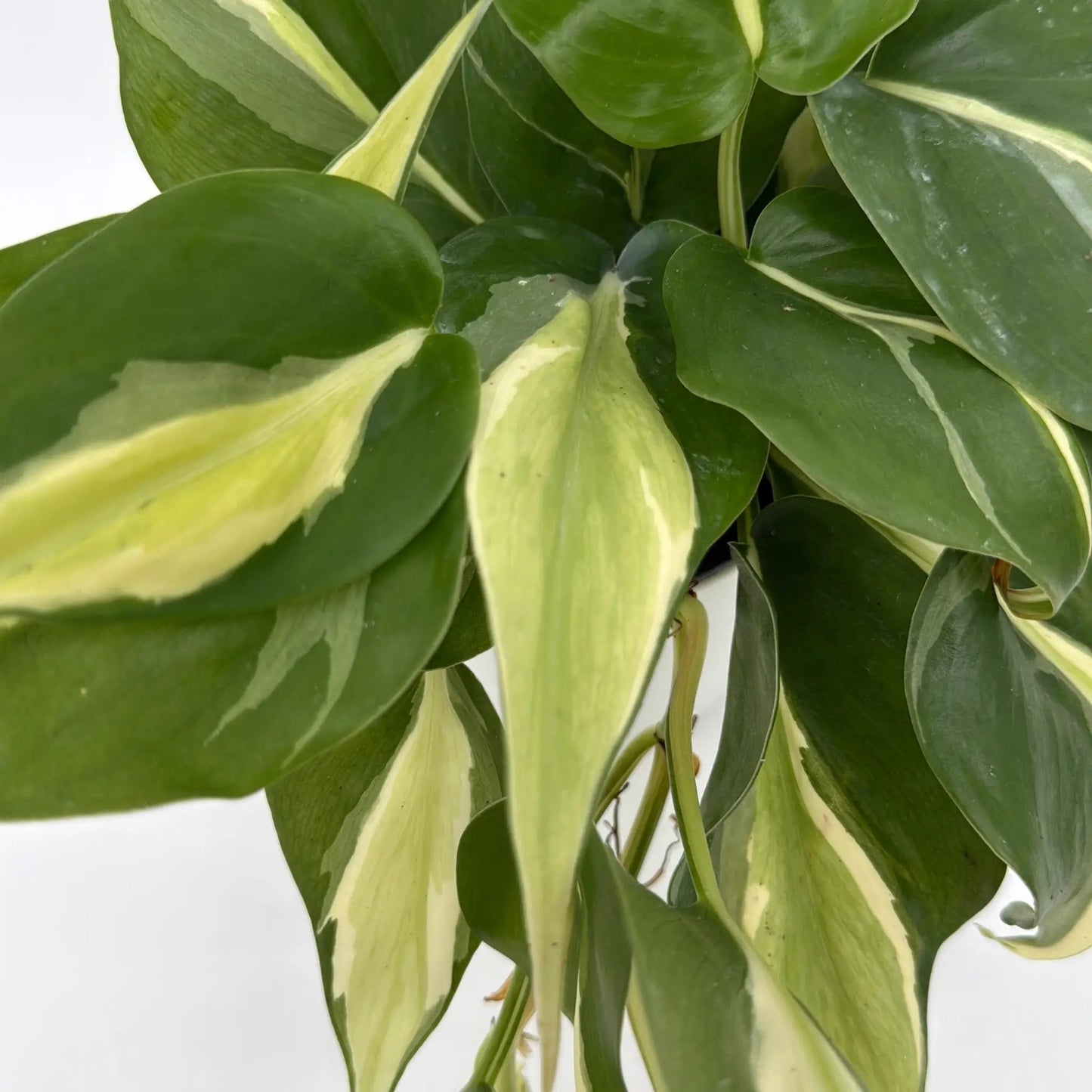 Philodendron Rio Variegated plant with green leaves and yellow margins RUNOPLANTS plant on Tampa Home & Garden Store