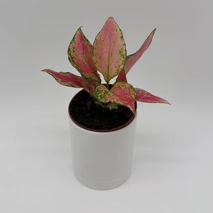 Aglaonema Pink Zircon