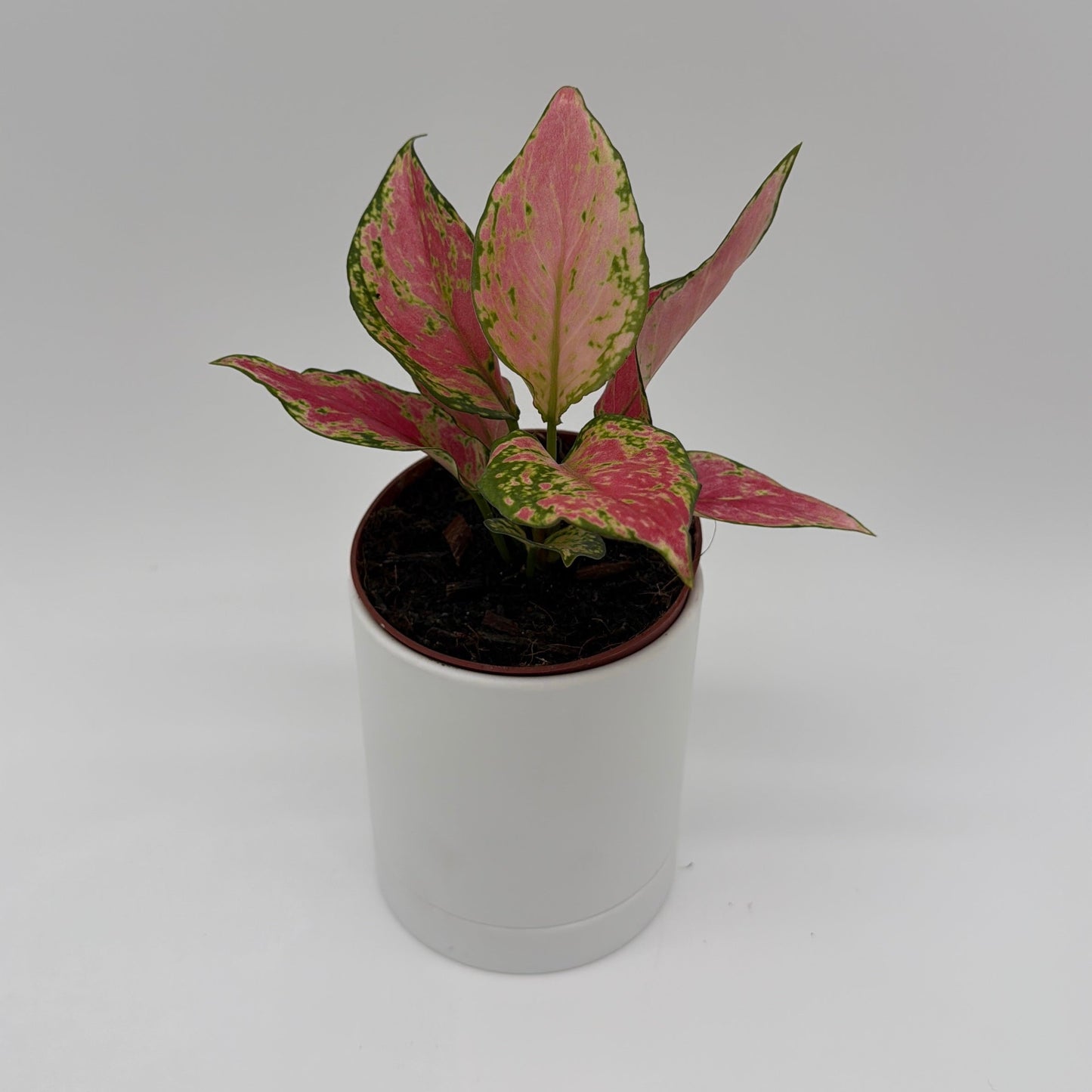 Aglaonema 'Pink Zircon'