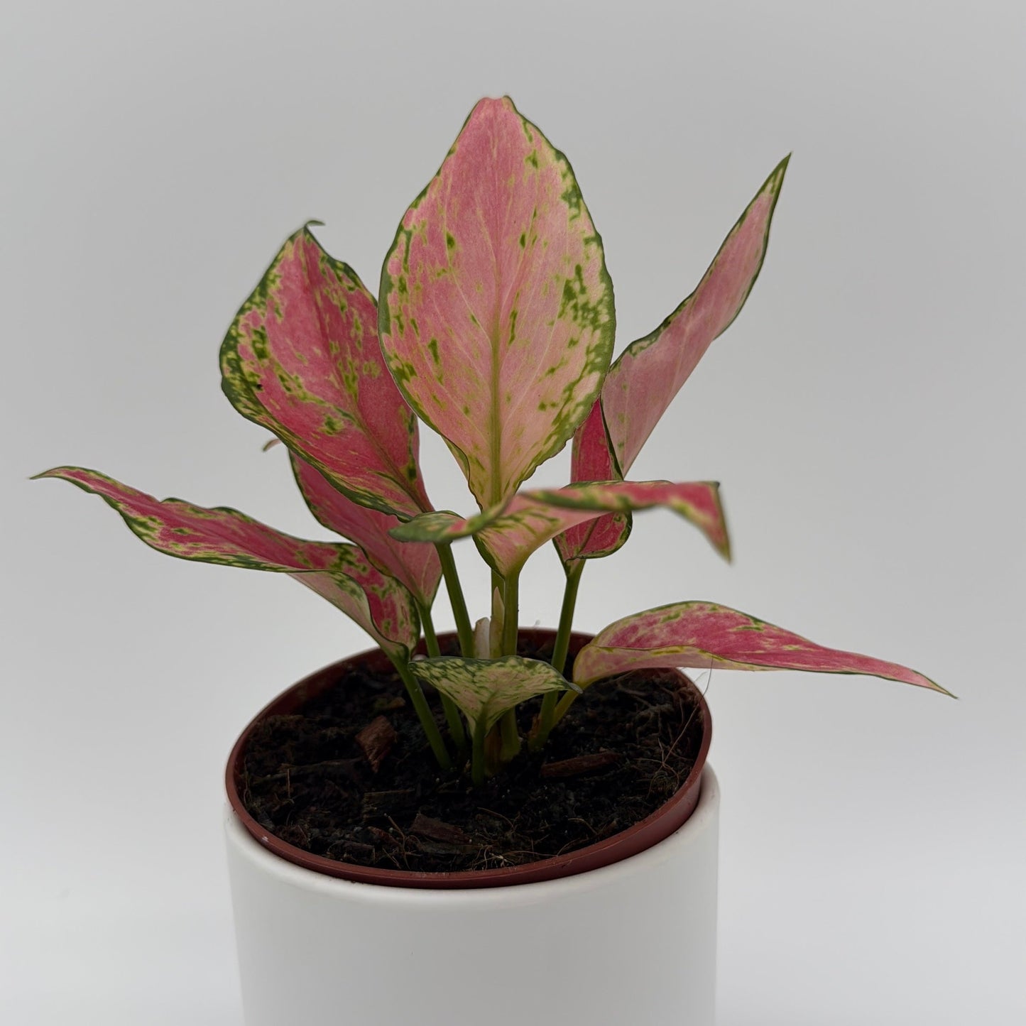 Aglaonema 'Pink Zircon'
