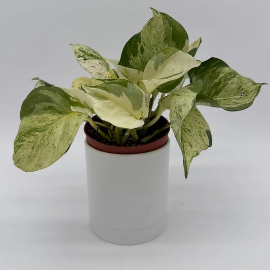 Pothos Manjula variegated plant with creamy white and green leaves in a white pot on Tampa Home & Garden Store