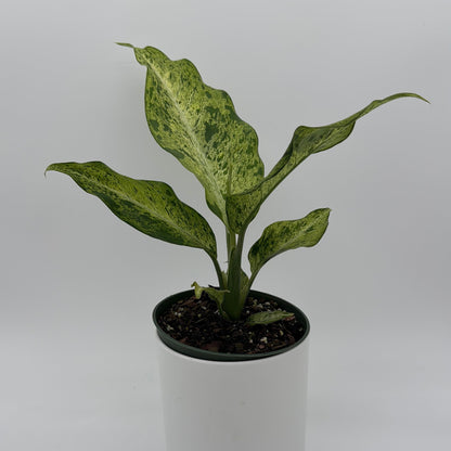 Variegated Dieffenbachia 'Maui Wowie'