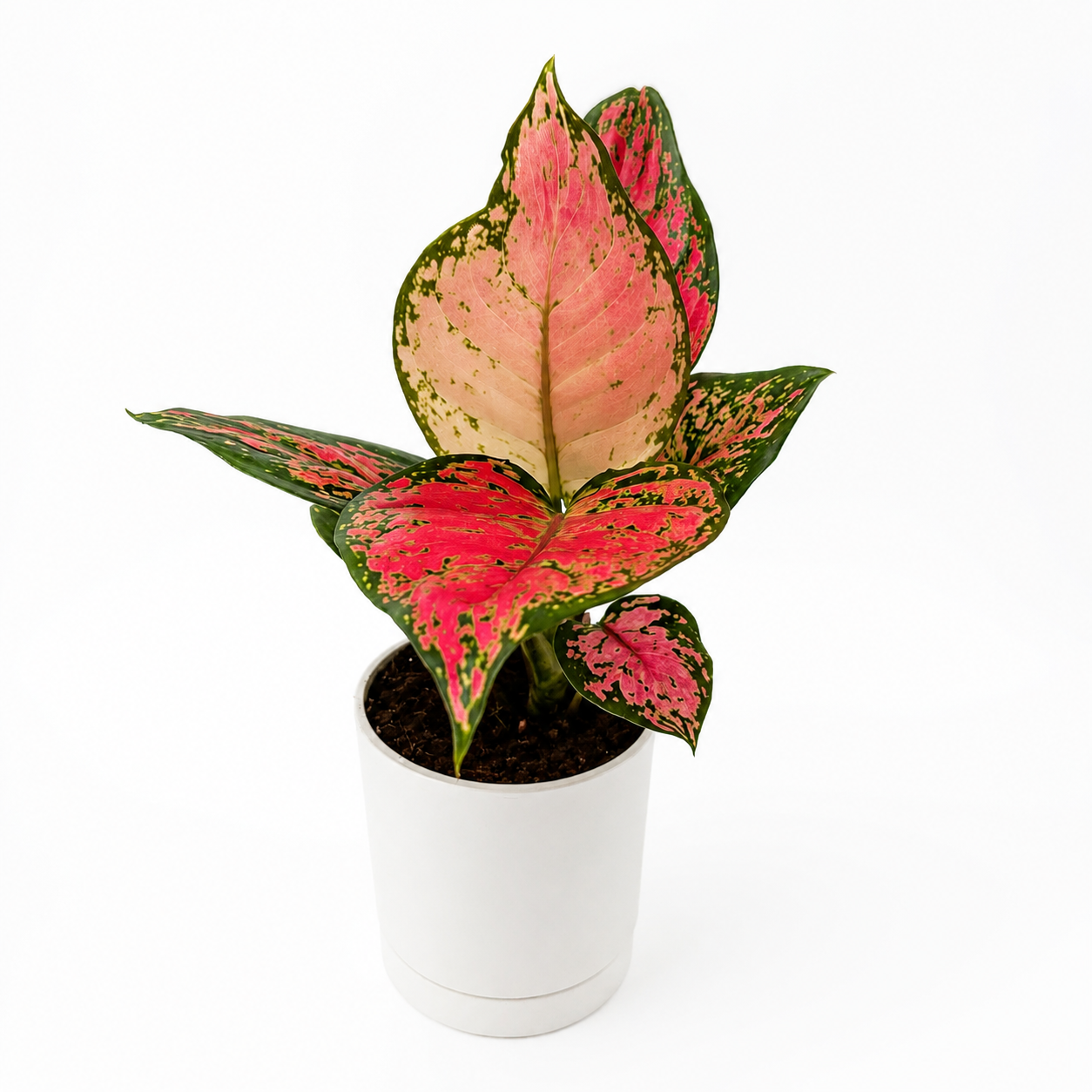 Aglaonema Lady Valentine potted houseplant with pink and green variegated leaves RUNOPLANTS on Tampa Home & Garden Store