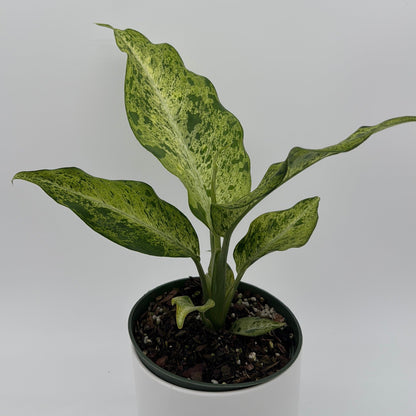 Variegated Dieffenbachia 'Maui Wowie'