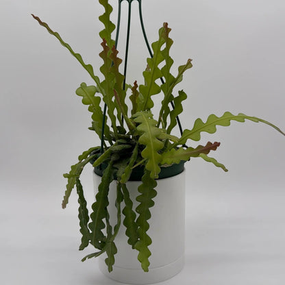 Fishbone Cactus Ric Rac Plant with Zigzag Stems