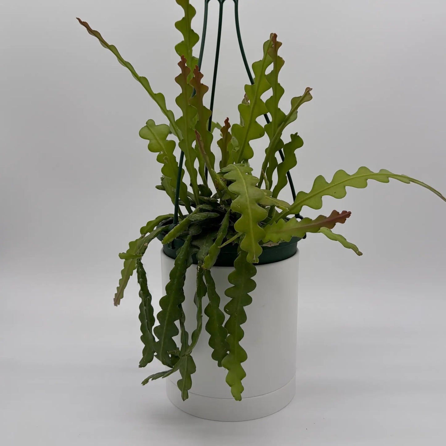 Fishbone Cactus Ric Rac Plant with Zigzag Stems
