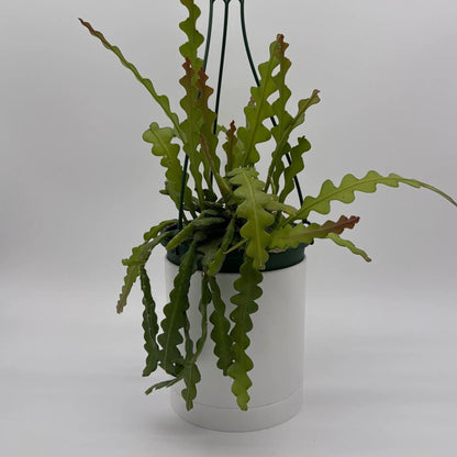 Fishbone Cactus Ric Rac Plant with Zigzag Stems