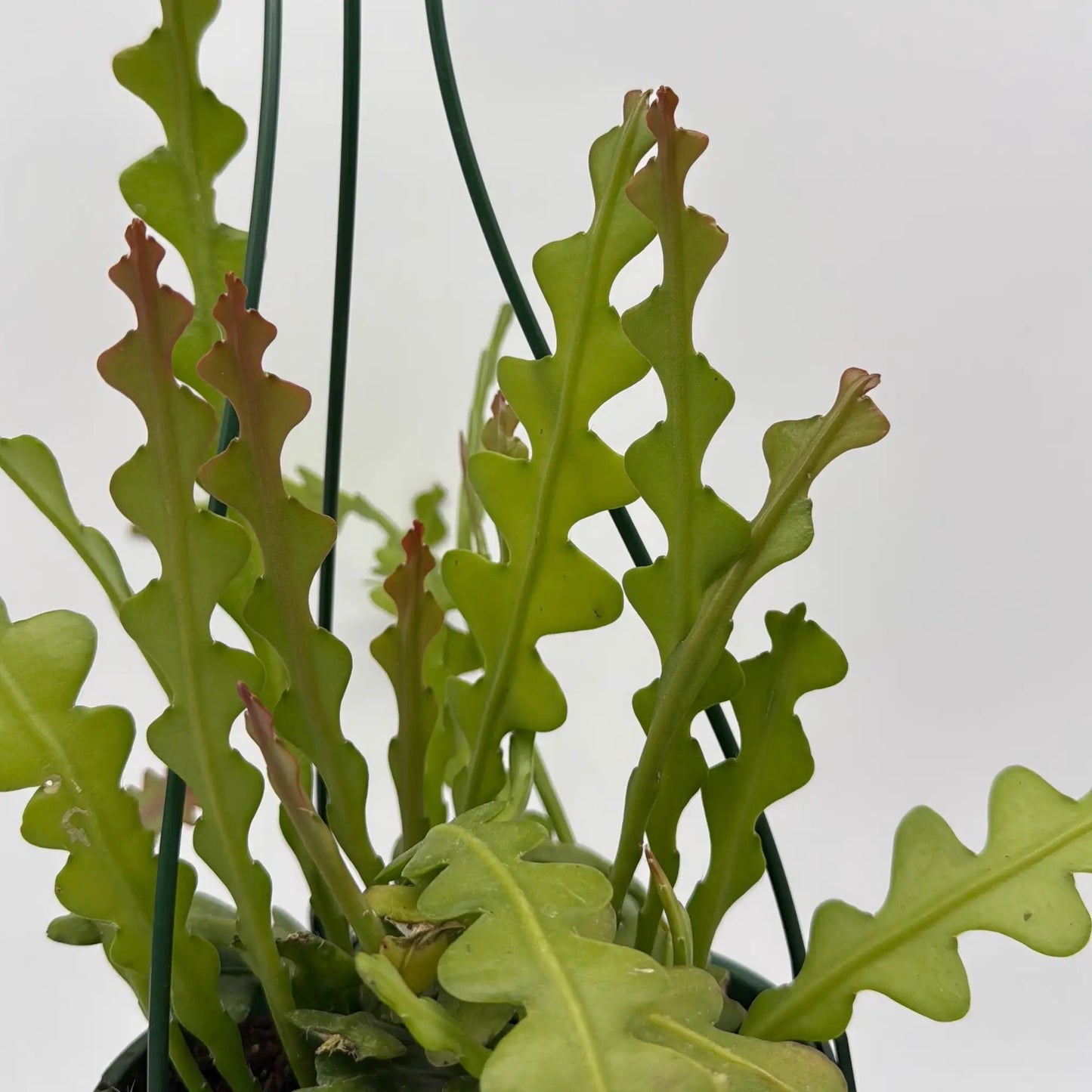 Fishbone Cactus Ric Rac Plant with Zigzag Stems
