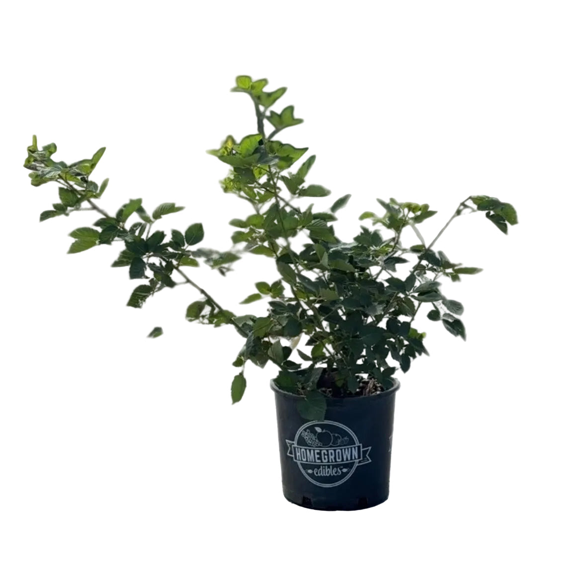 Prime-Ark® 45 Blackberry plant in a black nursery pot with Homegrown edibles logo on Tampa Home & Garden Store