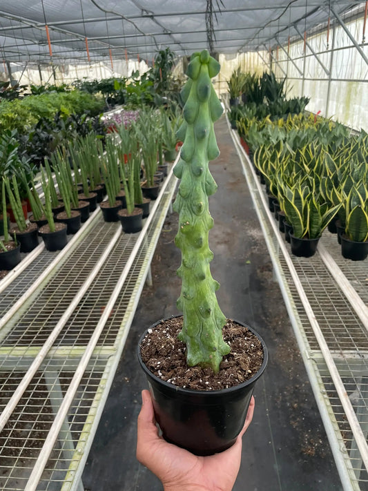 Boobie cactus, potted houseplant, in black pot with tall, wavy green stem and knob-like bumps on Tampa Home & Garden Store