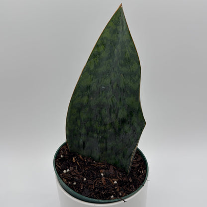 Sansevieria Masoniana (Whale Fin)