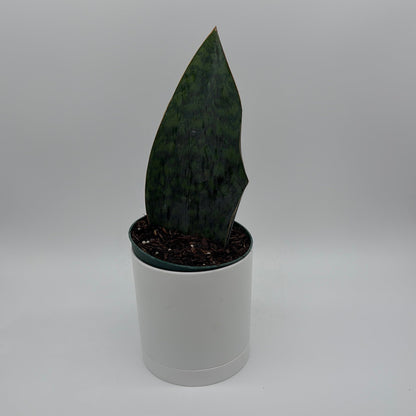 Sansevieria Masoniana (Whale Fin)