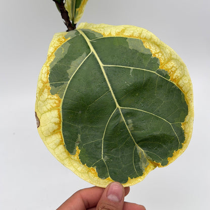 Variegated Ficus Lyrata 'Golden Sunshine'
