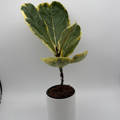 Variegated Ficus Lyrata 'Golden Sunshine'
