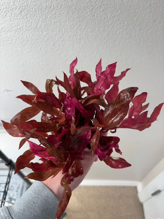 Alternanthera Rosanervig pink aquarium plant stems (6) AquaHorizon on Tampa Home & Garden Store