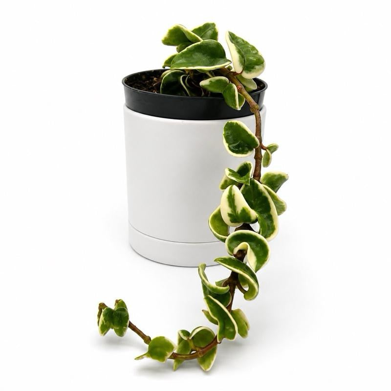 Hoya Variegated Compacta Hindu Rope plant trailing with green cream leaves in pot on Tampa Home & Garden Store