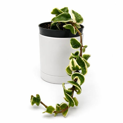 Hoya Variegated Compacta Hindu Rope plant trailing with green cream leaves in pot on Tampa Home & Garden Store