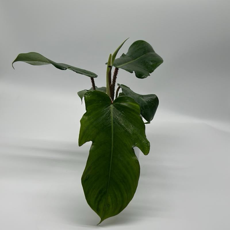 Philodendron Squamiferum plant with large glossy green leaves in a pot RUNOPLANTS on Tampa Home & Garden Store
