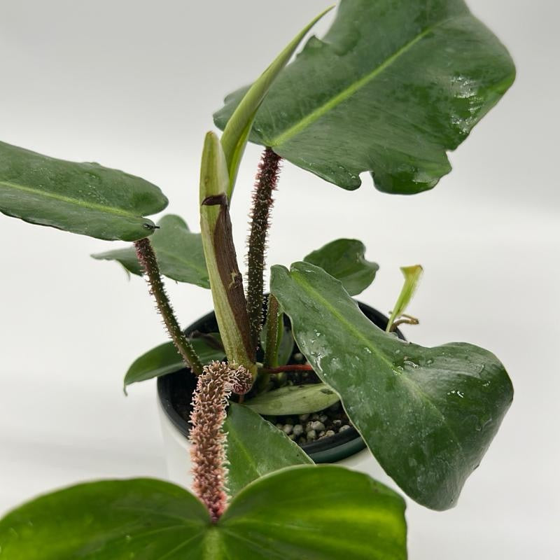 Philodendron Squamiferum potted houseplant RUNOPLANTS with glossy leaves and fuzzy stems on Tampa Home & Garden Store