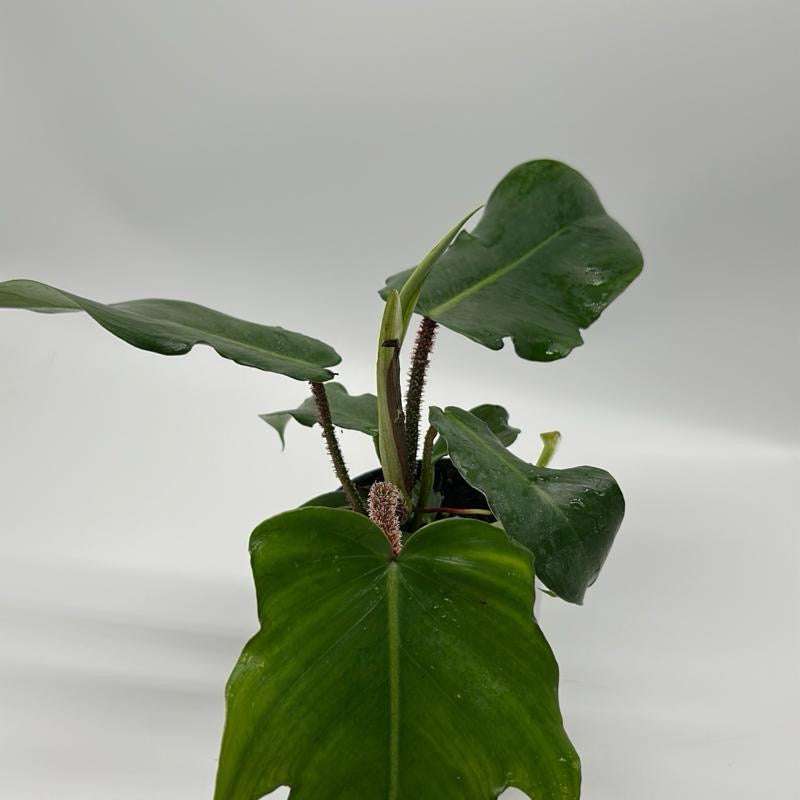 Philodendron Squamiferum potted RUNOPLANTS with large glossy green leaves on Tampa Home & Garden Store