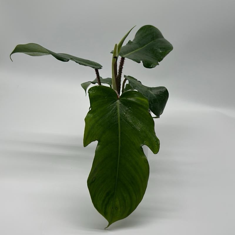 Philodendron Squamiferum potted houseplant with large green leaves RUNOPLANTS on Tampa Home & Garden Store