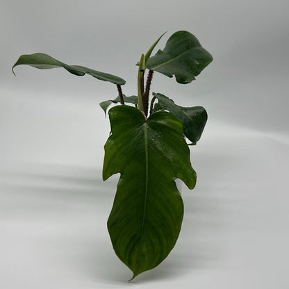 Philodendron Squamiferum potted houseplant with large green leaves RUNOPLANTS on Tampa Home & Garden Store