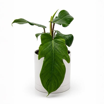 Philodendron Squamiferum potted houseplant in white pot by RUNOPLANTS on Tampa Home & Garden Store