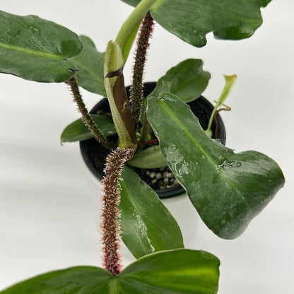 Philodendron Squamiferum potted plant with fuzzy stems and glossy leaves RUNOPLANTS on Tampa Home & Garden Store