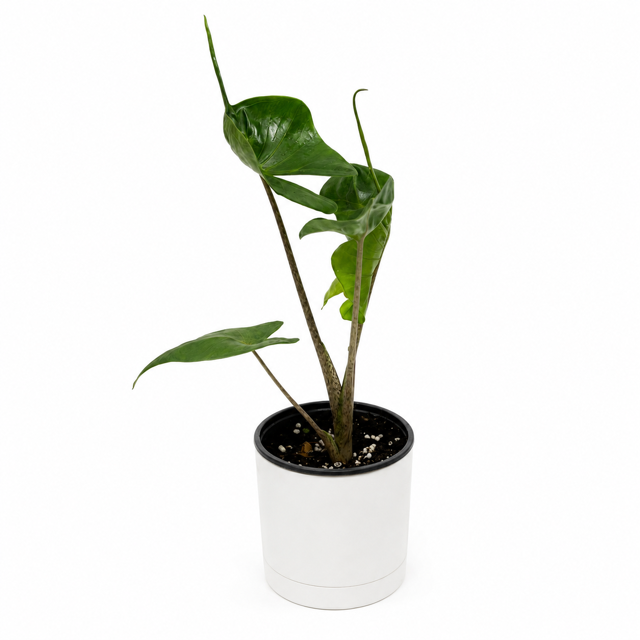 Alocasia Stingray potted houseplant RUNOPLANTS with glossy green leaves in white ceramic pot on Tampa Home & Garden Store