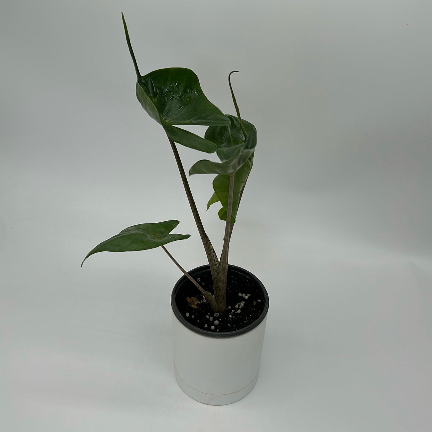 Alocasia Stingray potted houseplant with glossy green leaves on stems in a white pot on Tampa Home & Garden Store